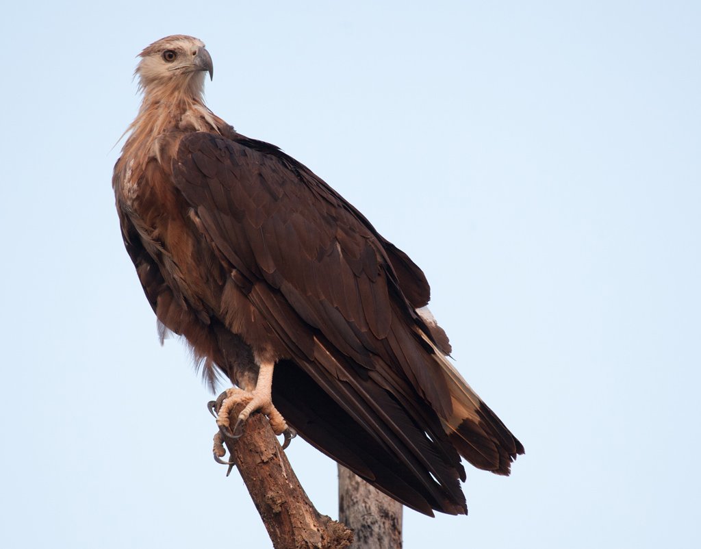 Орлан – долгохвост (Haliaeetus leucoryphus) 