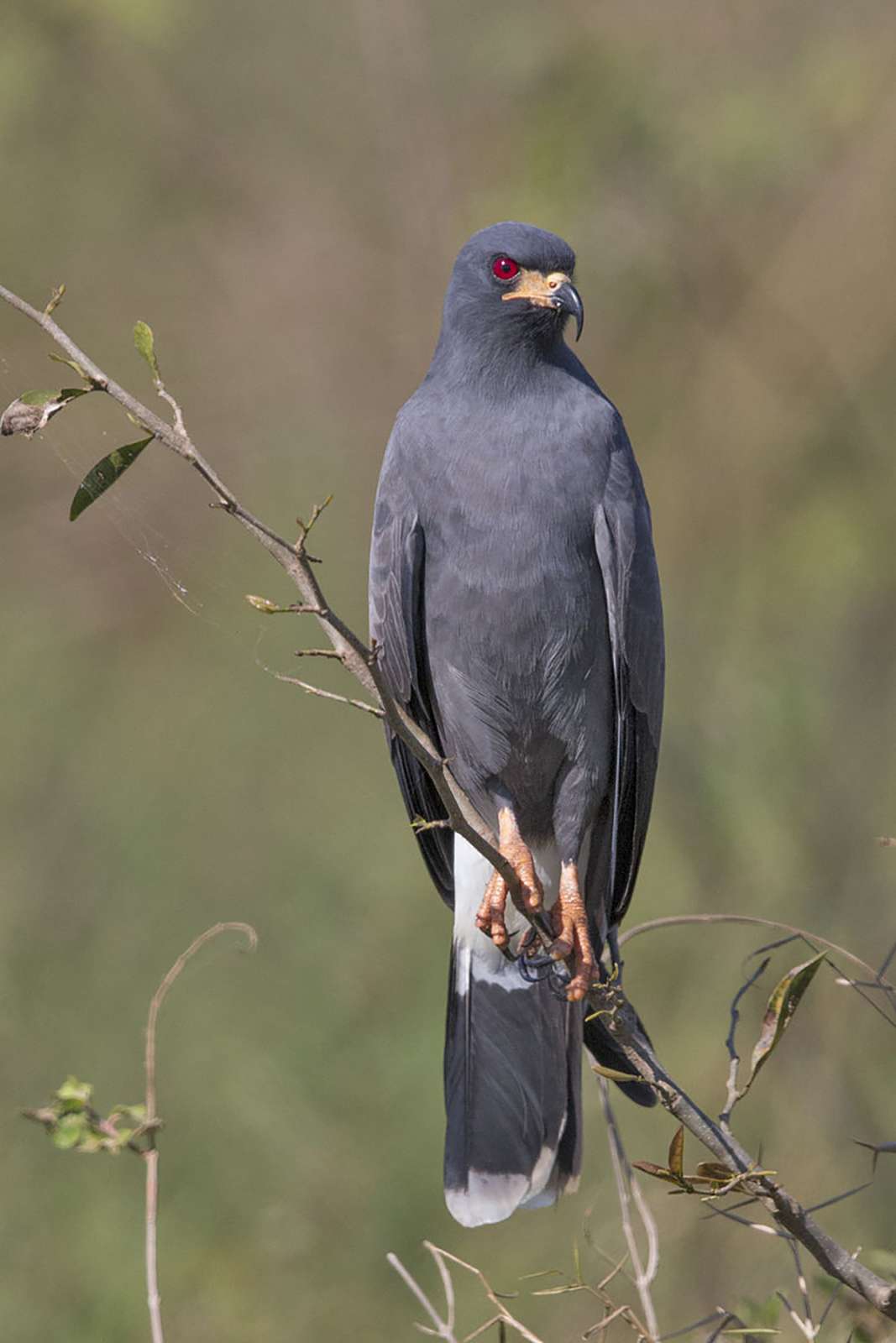 Коршун – слизнеед (Rostrhamus sociabilis)