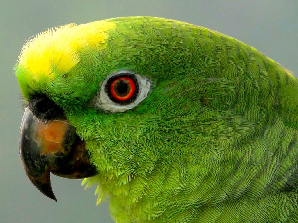 Желтолобый амазон (Amazona ochrocephala) 