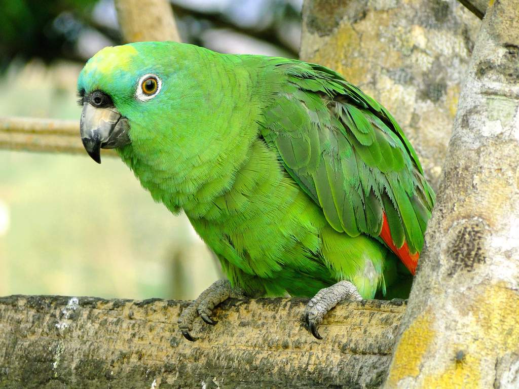 Желтолобый амазон (Amazona ochrocephala) 