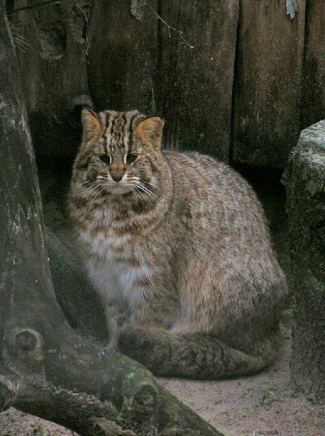 Амурский лесной кот - редкий подвид, внесён в Красную книгу Приморского края.