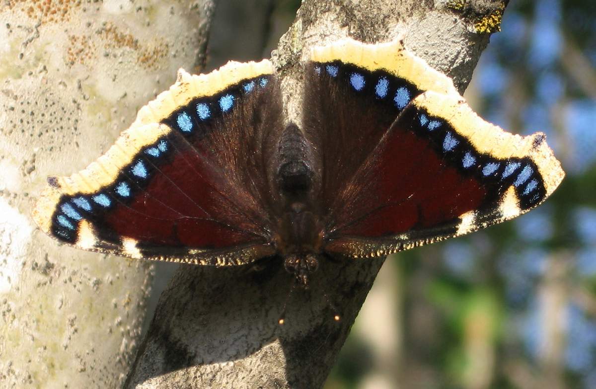 Траурница (Nymphalis antiopa).