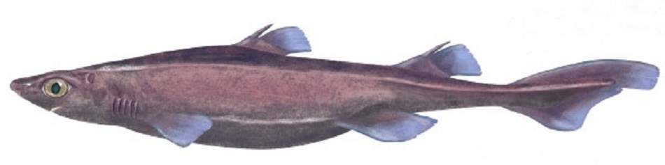 Черная собачья акула (Centroscyllium).