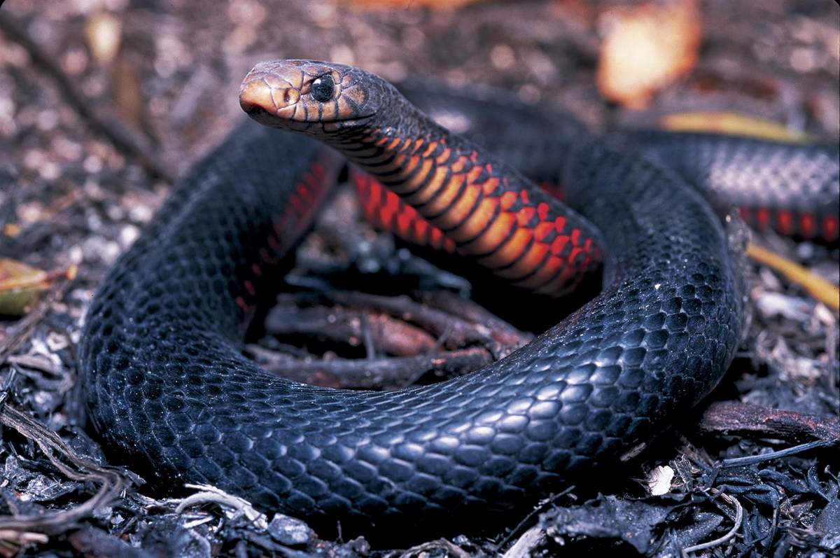 Чёрная змея (Pseudechis porphyriacus).