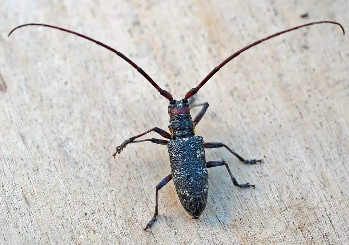 Черный усач (Monochamus).