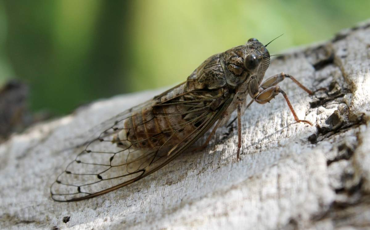 Обыкновенная цикада (Lyristes plebejus).