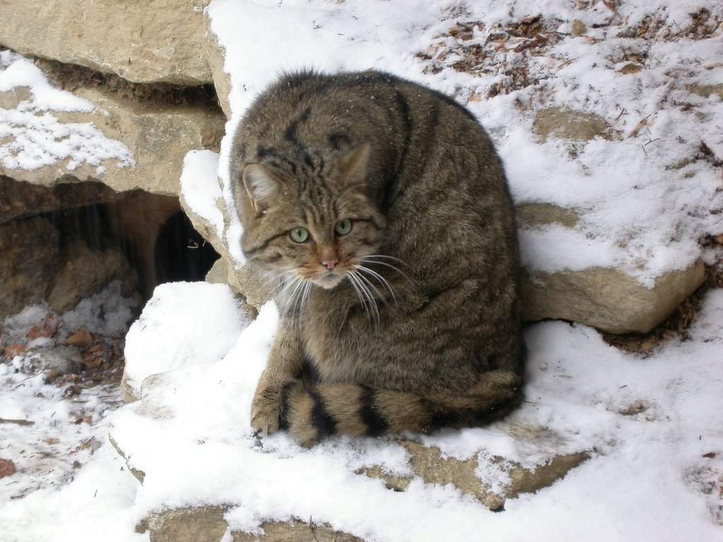 Лесные коты - родоначальники всех домашних кошек.