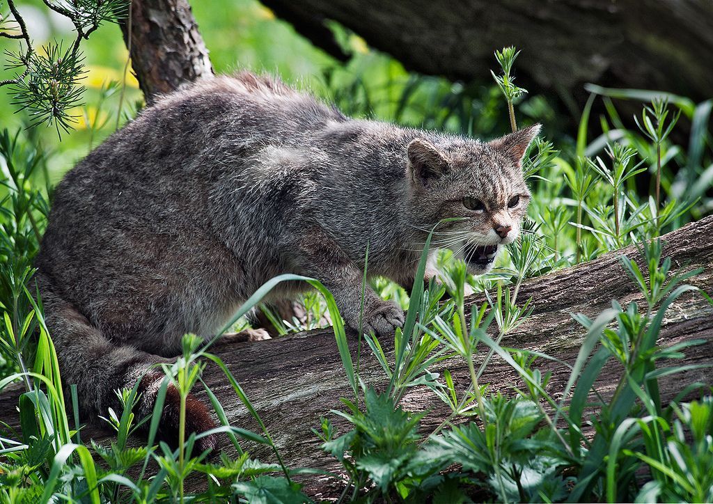 Дикий лесной кот (Felis silvestris).