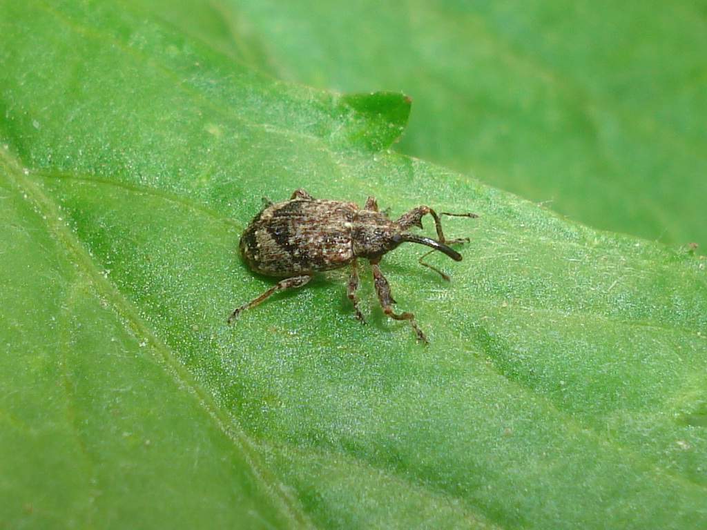 Яблонный цветоед (Anthonomus pomorum).