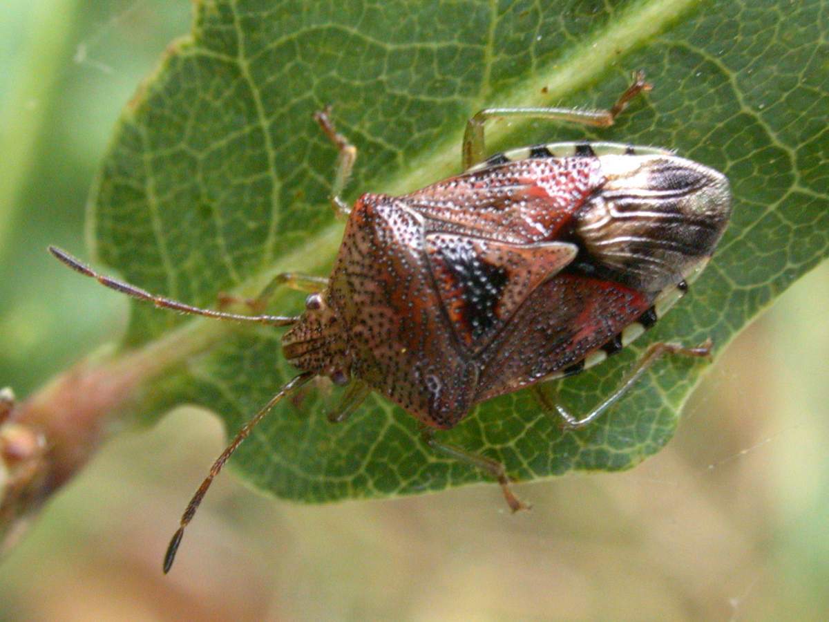 Щитник серый (Elasmucha grisea).