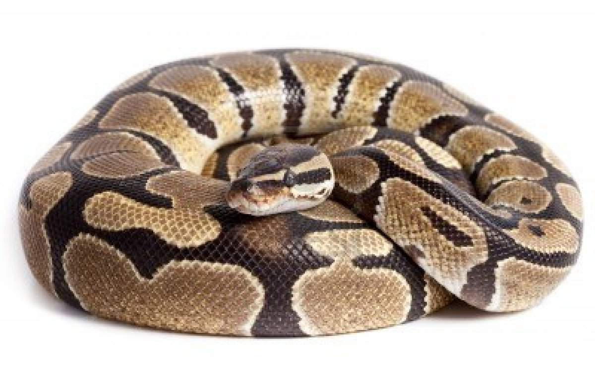 Королевский питон (Python regius).