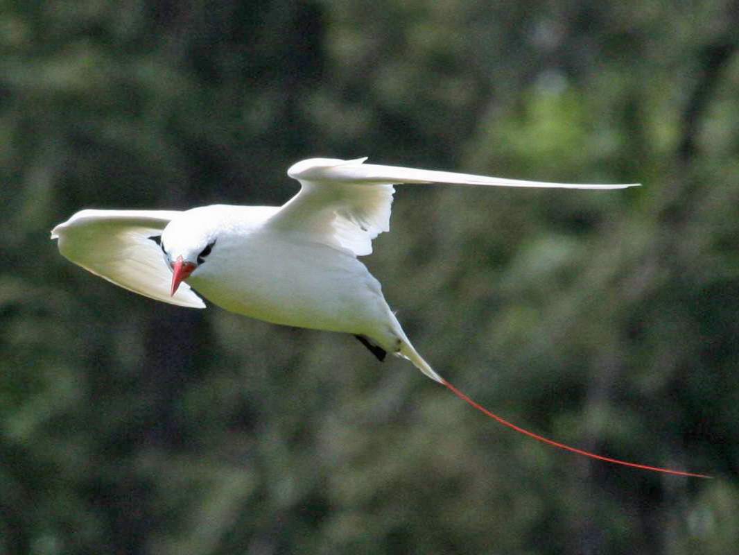 Краснохвостый фаэтон (Phaethon rubricauda).
