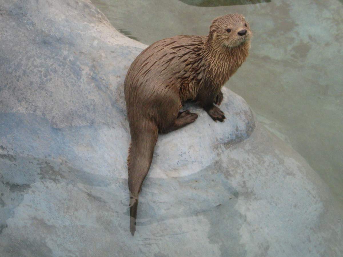 Морская выдра (Lontra felina).