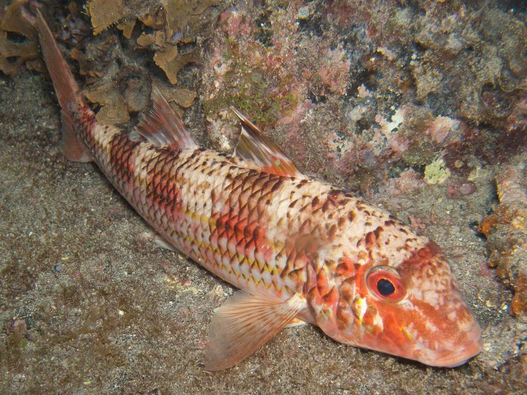 Полосатая барабуля (Mullus surmuletus).