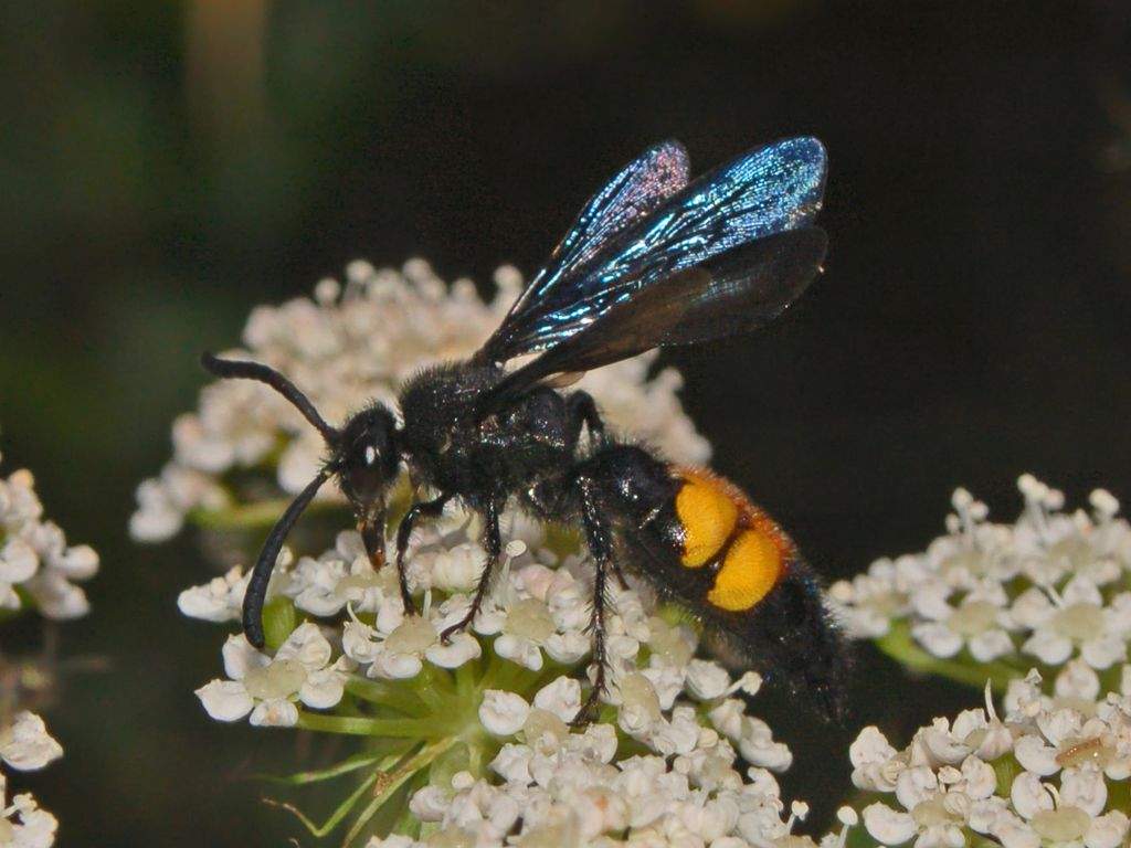 Сколии (Scoliidae).
