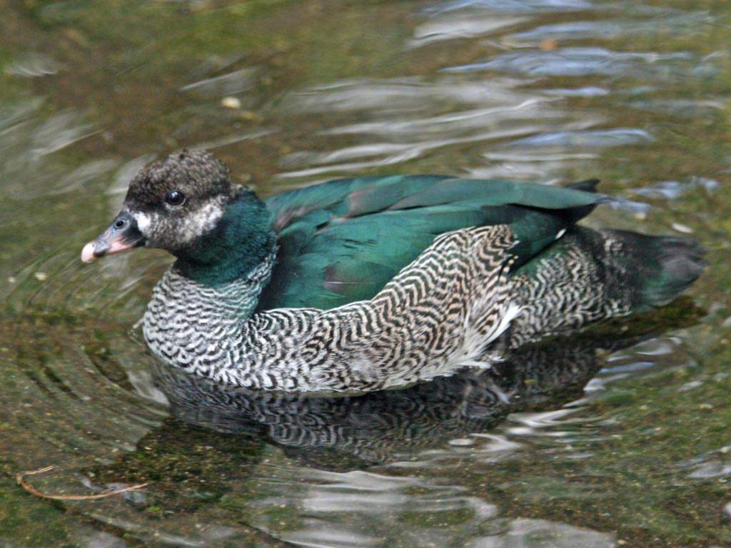 Зеленый карликовый гусь (Nettapus pulchellus).