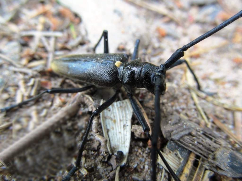 Большой дубовый усач (Cerambyx cerdo).